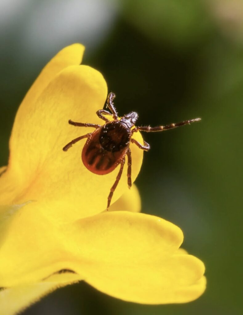 Olier mod skovflåter